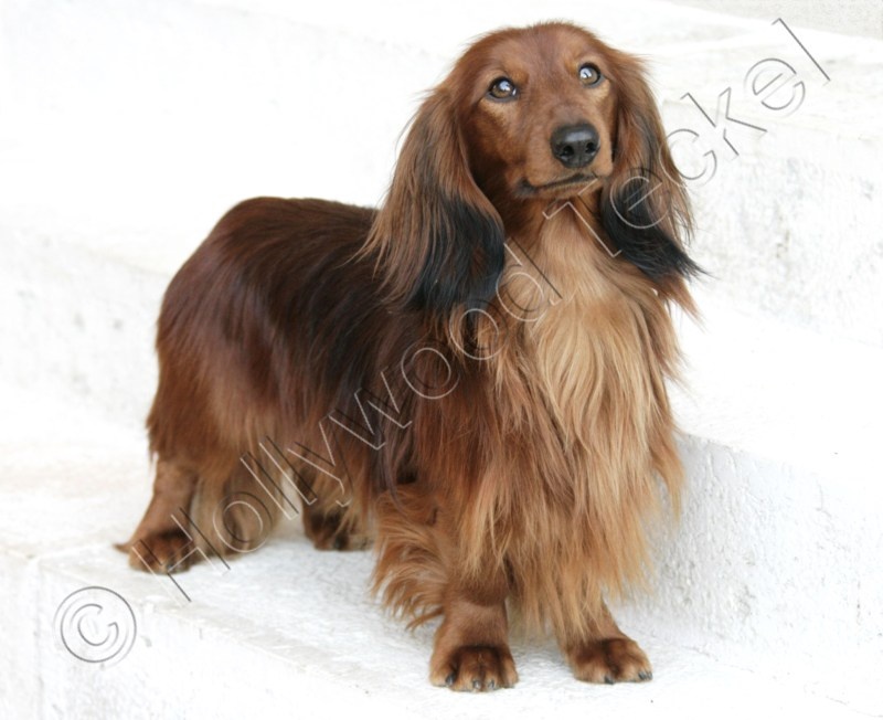 Teckel Chocolat Poil Long Chien Teckel Poil Long Tartine Du Mont De Teckel Chocolat Poil Long Chien Teckel Poil Long Tartine Du Mont De