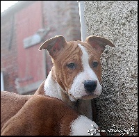 Étalon American Staffordshire Terrier - Hélina de los aguilas de fuego