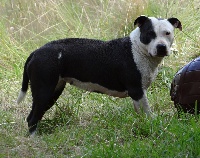 Étalon American Staffordshire Terrier - Floreal Du Royaume De Baby Dog