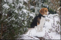 Étalon Beagle - Hulka de dame nature