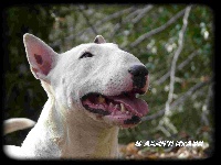 Étalon Bull Terrier - CH. Trick or treat Aftermath