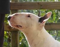 Étalon Bull Terrier - Aldo's Stars  Fanny