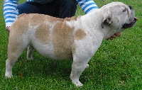 Étalon Bulldog Anglais - Fancy-fanny des Bull's des Roches Noires