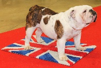 Étalon Bulldog Anglais - Gallak chocolak des Bulldogs de l'Avesnois