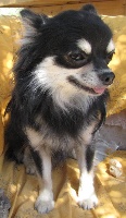 Étalon Chihuahua - CH. Epsilon Des lianes de mysore