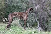 Étalon Greyhound - Galina of Muma