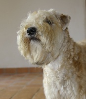 Étalon Irish Soft Coated Wheaten Terrier - Hortense 2 du Clan des Harfangs