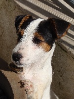 Étalon Jack Russell Terrier - Heavy métal du hameau de val d'aubert