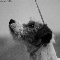 Étalon Jack Russell Terrier - The Magnificent Fox Hunter Héphaïstos