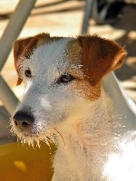 Étalon Jack Russell Terrier - D'la balle Des terres rouges du sud