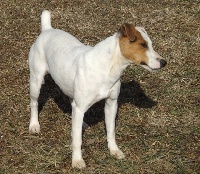 Étalon Jack Russell Terrier - Fahra (Sans Affixe)