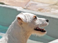 Étalon Jack Russell Terrier - Fragance divine Des terres rouges du sud
