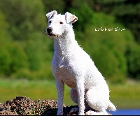 Étalon Parson Russell Terrier - CH. Eden (Sans Affixe)