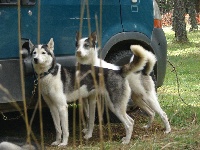 Étalon Siberian Husky - Life In Wolf's G'iluk