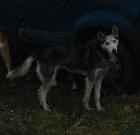 Étalon Siberian Husky - Cassie de la piste aux loups