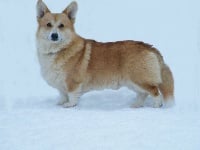 Étalon Welsh Corgi Pembroke - Fantastic fletcher of the Little Black Moon