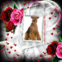 Étalon Welsh Terrier - CH. Easy to love and kiss safira de la fontaine d'Edonis