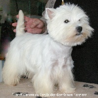 Étalon West Highland White Terrier - French cancan du cercle des gentlemen terriers