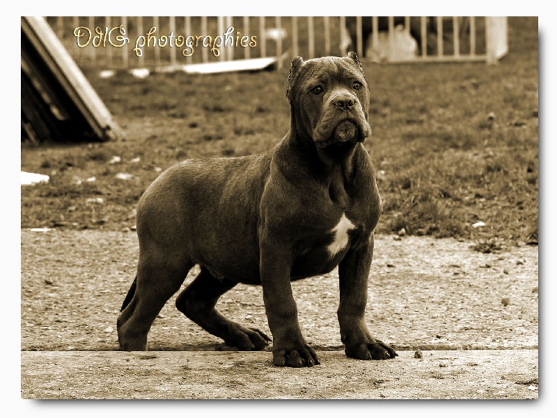 Hatchi Des Gardiens Du Panthéon Chien De Race Toutes Races