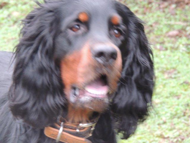 Les Setter Gordon de l'affixe   Des Senons Noirs Et Feux