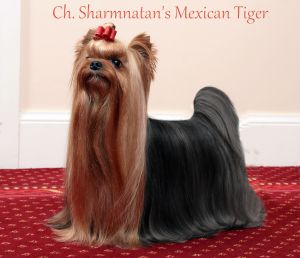 CH. sharmnatan's Mexican tiger