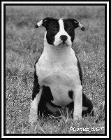 Étalon American Staffordshire Terrier - CH. Harmony dream du Domaine de Kheops