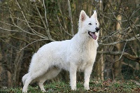 Étalon Berger Blanc Suisse - Gnà légend of the white shepherd