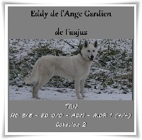 Étalon Berger Blanc Suisse - Eddy de l'ange Gardien de Faujus