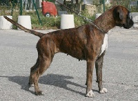 Étalon Boxer - boxerpark Stella