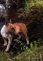 Étalon Bull Terrier - Givenchy gentleman du domaine du moulin d'allamont