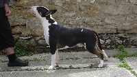 Étalon Bull Terrier - Gaou daou cartie lou Prouvencaou