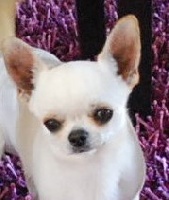 Étalon Chihuahua - dartan Little juke
