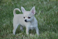 Étalon Chihuahua - Hixy (Sans Affixe)