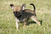 Étalon Chihuahua - Hermes (Sans Affixe)