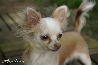 Étalon Chihuahua - G'peanuts (Sans Affixe)