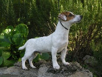 Étalon Jack Russell Terrier - Guess De la trevaresse des lauves