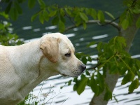 Étalon Labrador Retriever - Emmie (Sans Affixe)