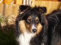 Étalon Shetland Sheepdog - Daisy brune de la croix de l 'arbre