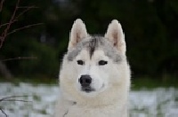 Étalon Siberian Husky - CH. Jay hawks of Arctic Wolf Dream 
