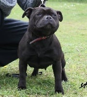 Étalon Staffordshire Bull Terrier - Enigma for ever black of the upper staff kennel