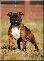 Étalon Staffordshire Bull Terrier - Silver Cross Five stars