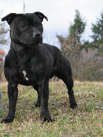 Étalon Staffordshire Bull Terrier - History black diamond Stafford's Story