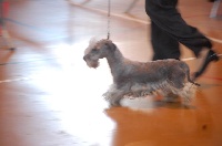 Étalon Terrier Tchèque - Esterel Du champ d'eole
