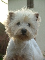 Étalon West Highland White Terrier - Era du Domaine de Souvigny
