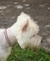 Étalon West Highland White Terrier - Fleur de chica du domaine de l'orée du bois