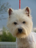 Étalon West Highland White Terrier - Hooligan de l'Angelarde