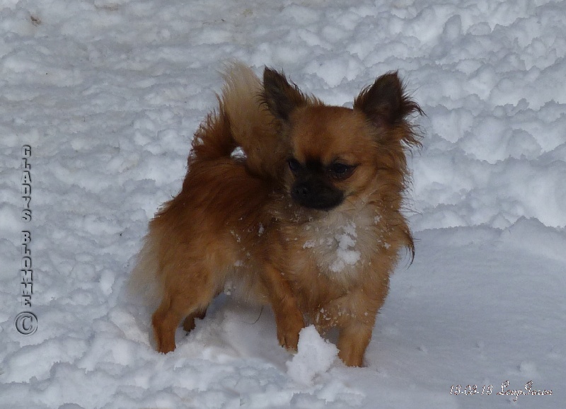 Chien Chihuahua Mayan Melody Souvenir Cheyenne