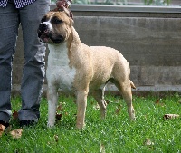 Étalon American Staffordshire Terrier - CH. Royal court Covered in gold