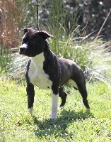 Étalon American Staffordshire Terrier - Amstaff Attitude Hetik