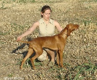 Étalon Braque hongrois à poil court - Vizsla - memphis-true Olga dite genny